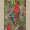 Reproducción Giclée Colibrí y flor de Aloe