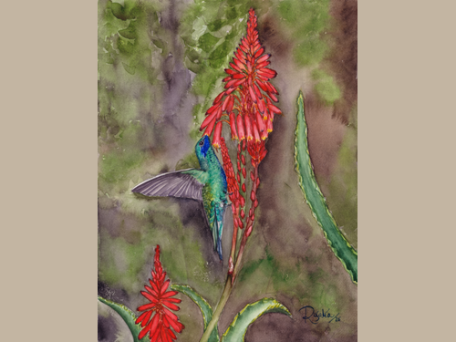 Reproducción Giclée Colibrí y flor de Aloe
