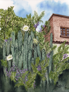 Between Cacti and Jacaranda