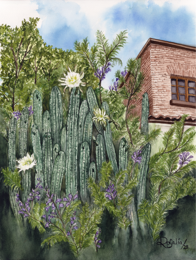 Between Cacti and Jacaranda