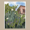 Reproducción Giclée Entre Cactus y Jacarandas