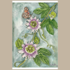 Passionflower and Butterfly Giclée Print