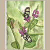 Glasswing Butterfly Giclée Print