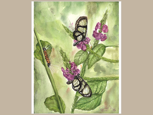 Glasswing Butterfly Giclée Print