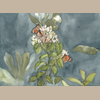 Butterflies of El Cajas Giclée Print