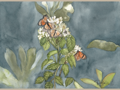 Butterflies of El Cajas Giclée Print