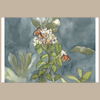 Butterflies of El Cajas Giclée Print