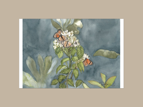 Butterflies of El Cajas Giclée Print
