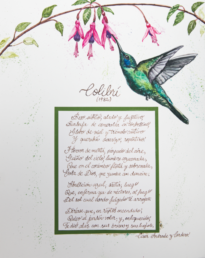 Colibri