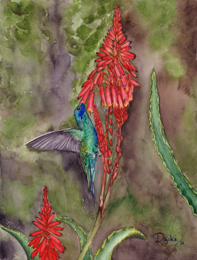Hummingbird and Aloe Flower