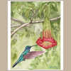 Hummingbird and Floripondio small print