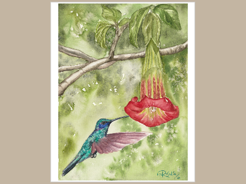 Hummingbird and Floripondio small print