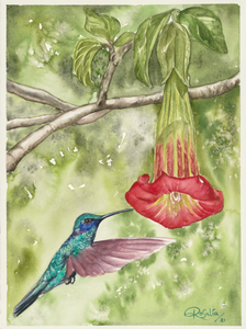 Hummingbird and Floripondio