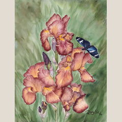Irises and Butterfly Giclée Print