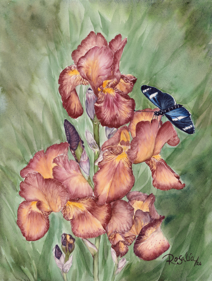 Irises and Butterfly