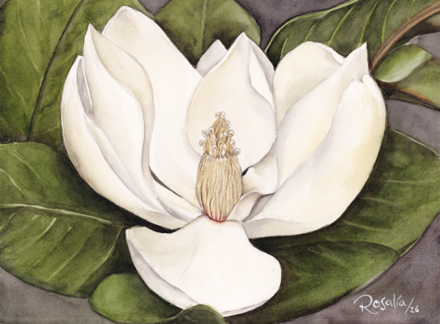 Magnolia