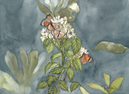 Mariposas del Cajas