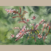 Hummingbird Moth Giclée Print