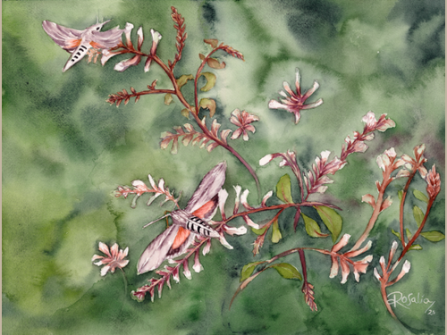 Hummingbird Moth Giclée Print