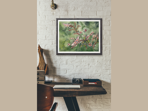 Hummingbird Moth Giclée Print