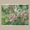 Hummingbird Moth Giclée Print