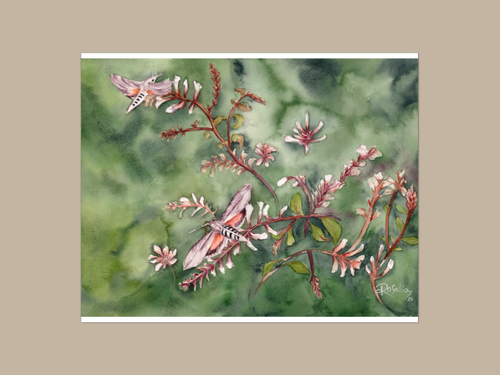 Hummingbird Moth Giclée Print