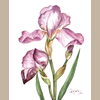 Detail view of the My Mother's Iris print. 