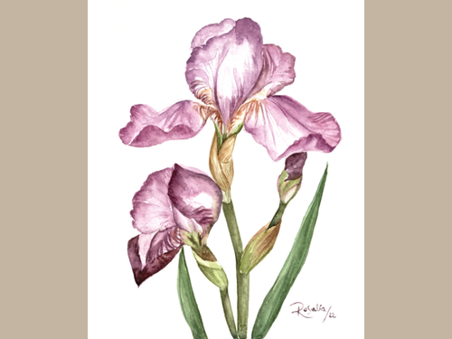 Detail view of the My Mother's Iris print. 