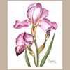 My Mother's Iris small print