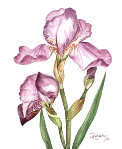 My Mother's Iris